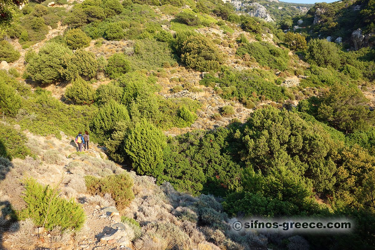 Μονοπάτι με πυκνή βλάστηση στη Σίφνο